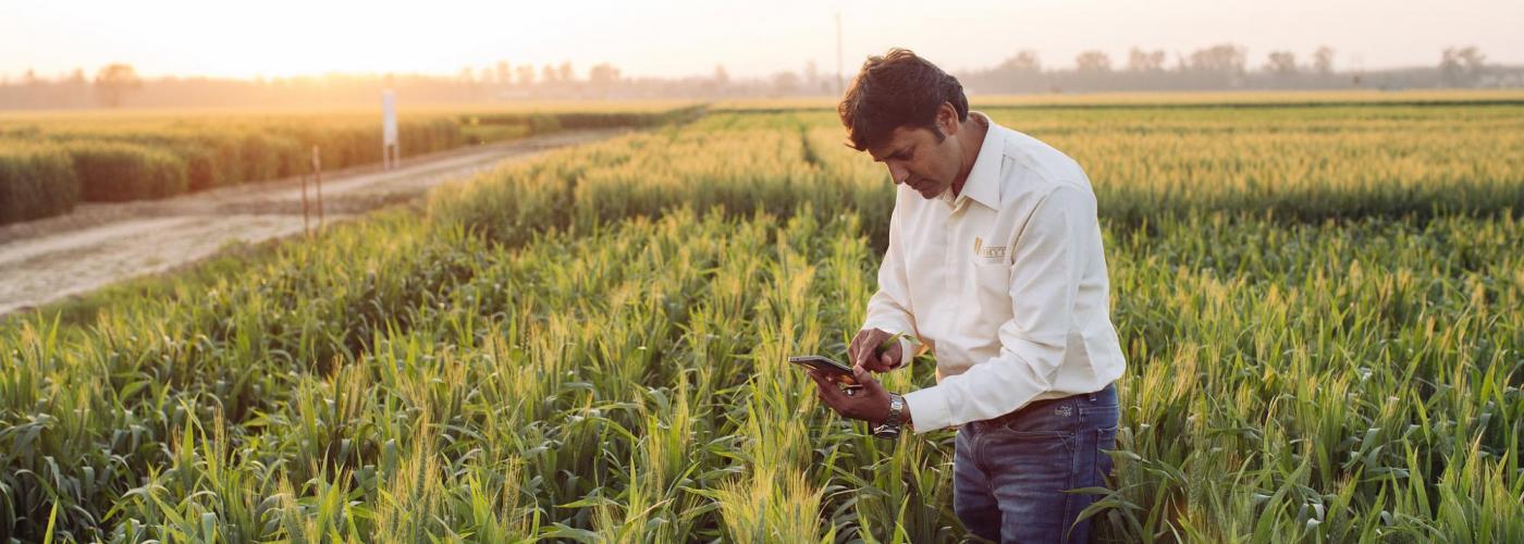 Photo: Man analyzes wheat crops using his smartphone. 