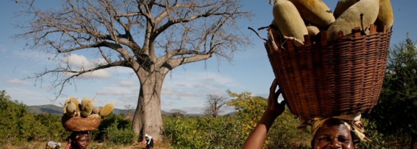Photo: Women harvest baobab fruit in southern Africa. Photo by PhytoTrade Africa. 