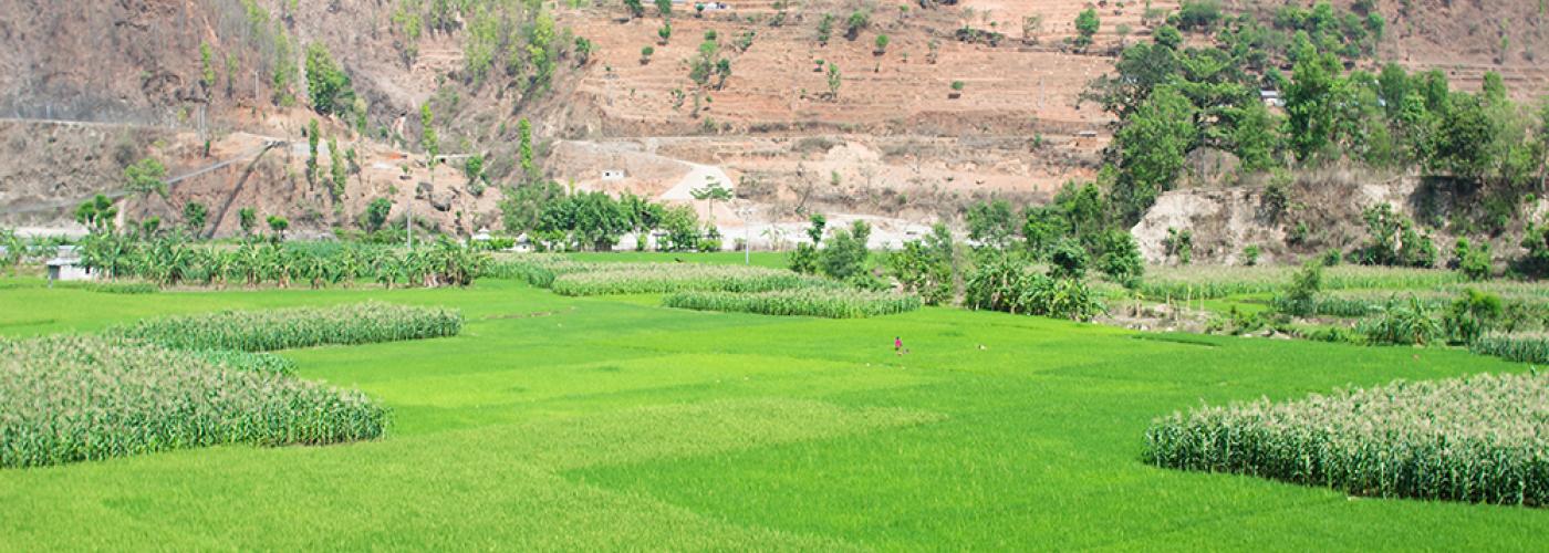 Rice farm in Nepal