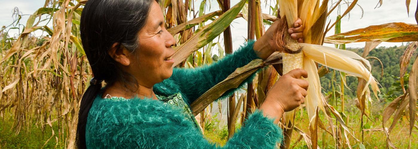 Photo: A women harvests maize