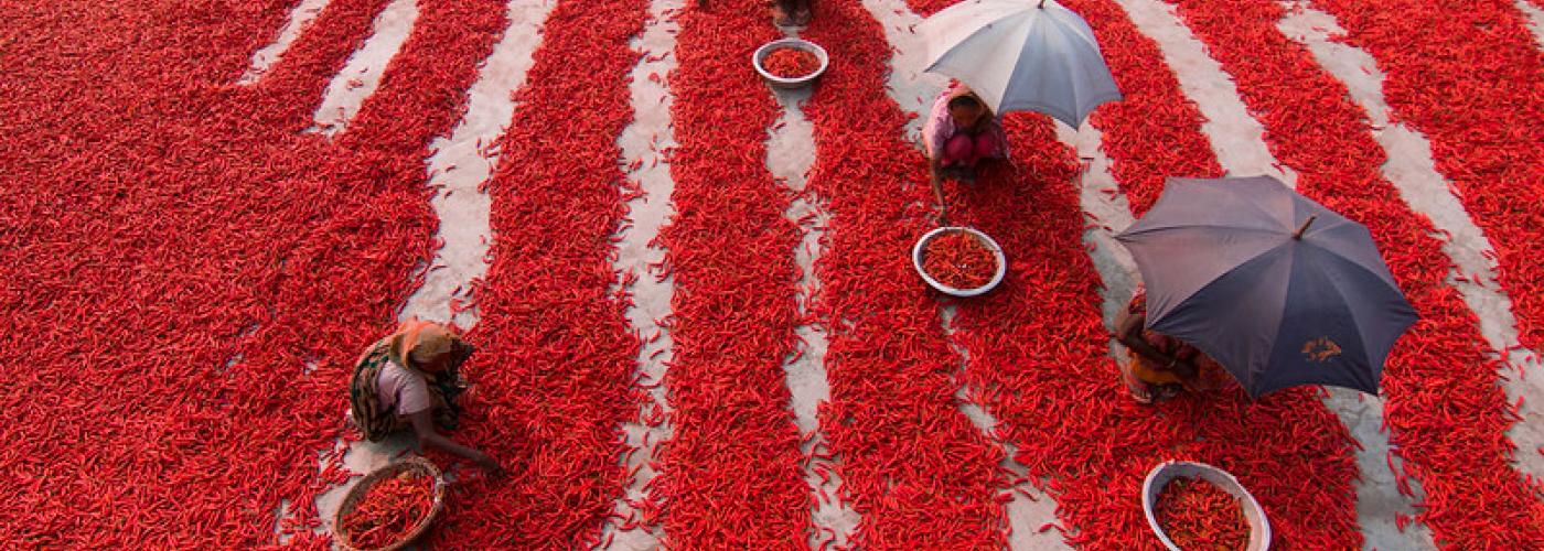 Photo: Women pick chilies in the Bogra district of northern Bangladesh. Credit: Azim Khan Ronnie / Feed the Future.