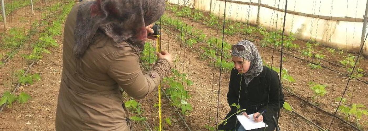 Two women in Jordan measuring plant growth at Jaber’s Farms