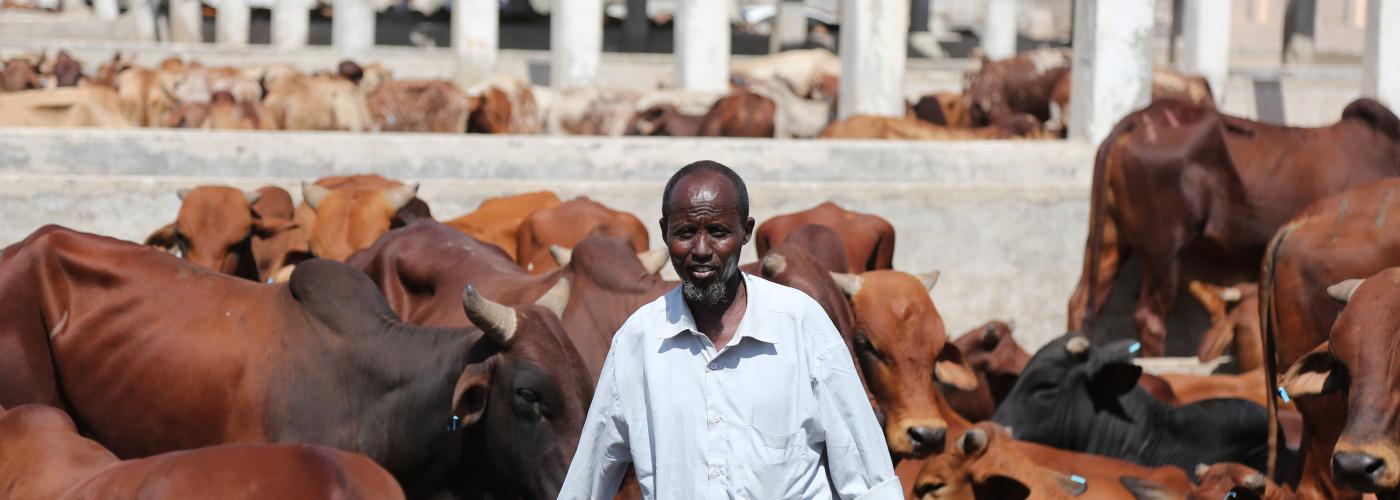 A man in front of his livestock herd. 