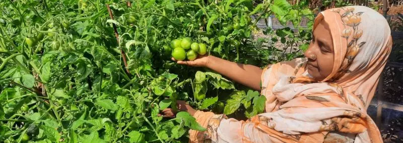 a homestead gardener from Khulna harvesting tomatoes.