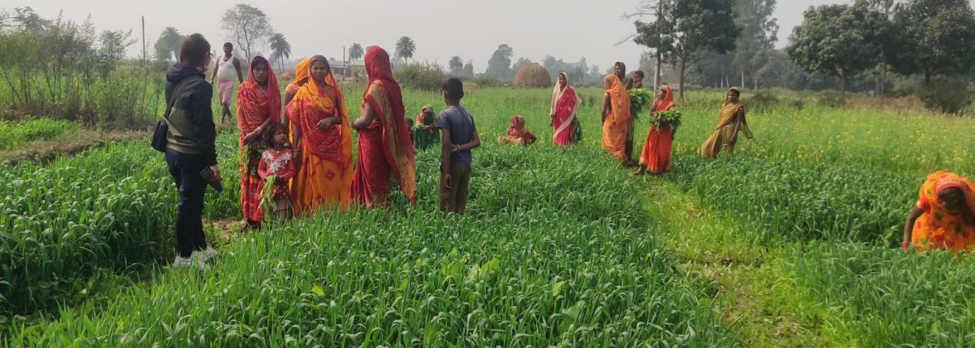 Women farmers in wheat demonstration plots
