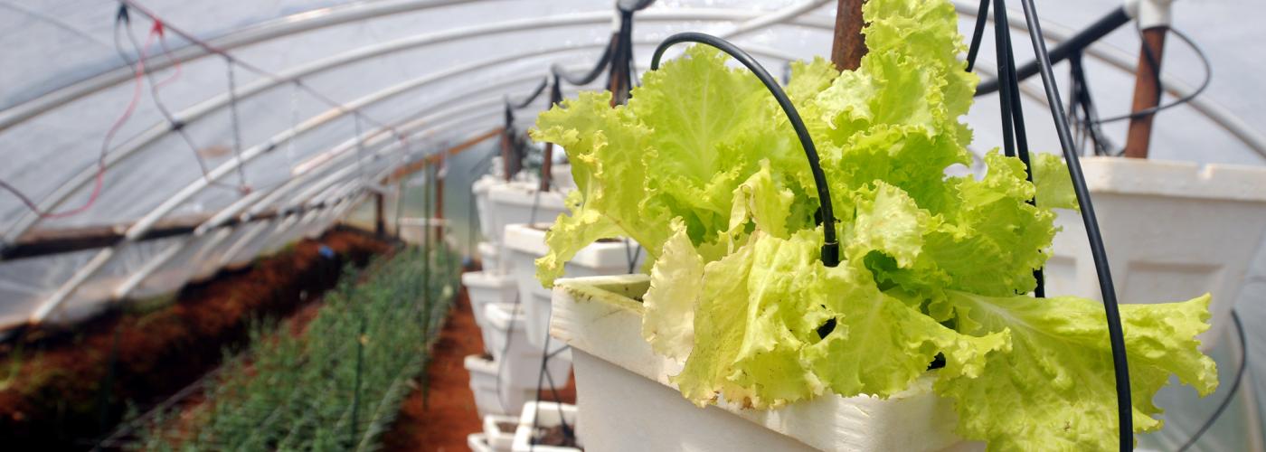 Lettuce grows in a greenhouse that is part of the Wynne Farm's WINNER project in Kenscoff, outside of Port-au-Prince, Haiti. Photo copyright Kendra Helmer/USAID (Source: USAID Flickr)