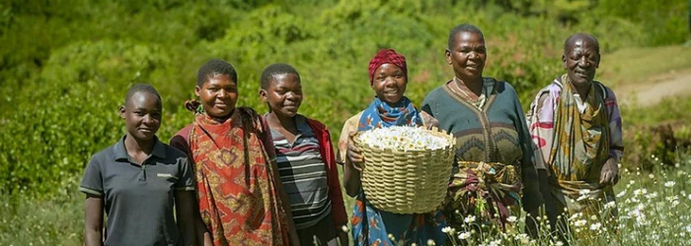 Angelina and her family harvest pyrethrum as a cash crop in Tanzania’s Iringa region.