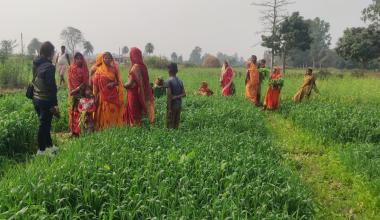 Women farmers in wheat demonstration plots