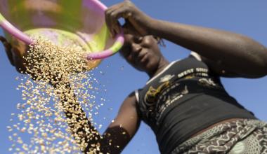Rachelle Yanfoni winnows freshly-harvested sesame grain on her family’s farm in Mouhoun Province, Burkina Faso (Jake Lyell for Corus)