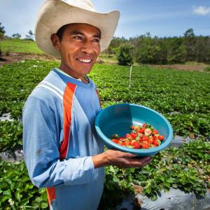 Photo: Strawberry farmer. Photo by USAID-ACCESO/Fintrac Inc.