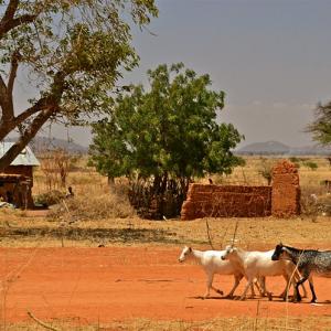 Photo: pack of goats in Tanzania. 
