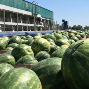 Watermelons travel by barge in Ukraine.