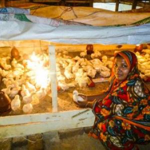 Morzina Begum tends to her chicks on her two decimal poultry farm.