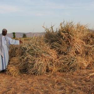 Man with maize crop in Mali