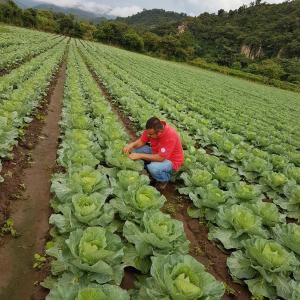 Man kneeling in a field of cabbages