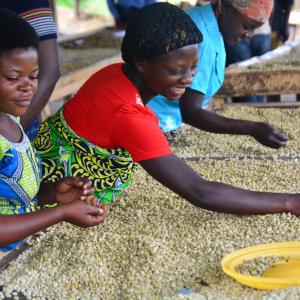 Photo: Group of people drying coffee.  Photo credit: Feed the Future