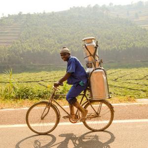 Young man transporting milk canisters on a bicycle.