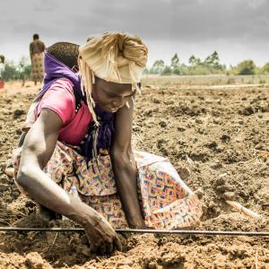 Photo: A woman works in the fields. Photo Credit: Fintrac Inc