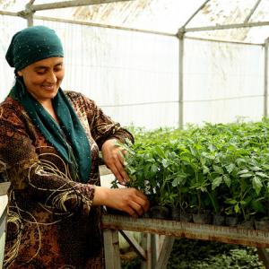 Female farmer caring for tomato seeding. Photo by Rustam Mailov.