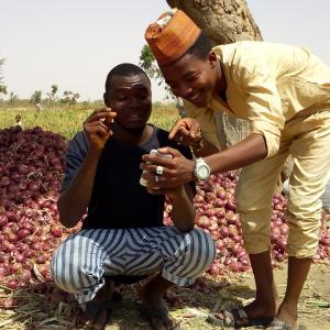 Photo: Two farmers, Abdulhalim Onimisi and Isah Munkaila in their farm at Ungogo town of Kano State in Nigeria using a mobile app. Photo Credit: Imran Abdullahi