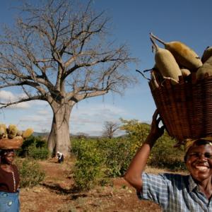 Photo: Women harvest baobab fruit in southern Africa. Photo by PhytoTrade Africa. 