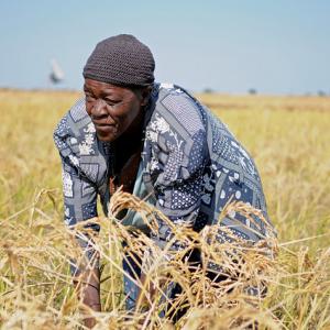 A woman harvesting rice, Barotse floodplain, Zambia. Photo by Georgina Smith, 2012.