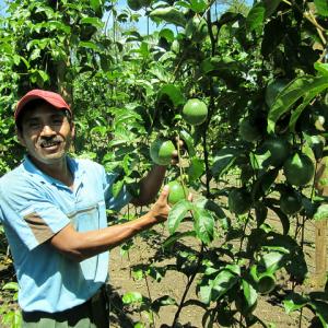 Farmer in Honduras growing passion fruit. Photo by Hector Santos.