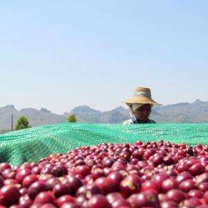 Photo: A Shan coffee farmer earned 2-4 times more for their sustainably produced Arabica beans. Producers and processors formed new businesses, obtained bank financing, and began selling directly to higher value specialty coffee markets.