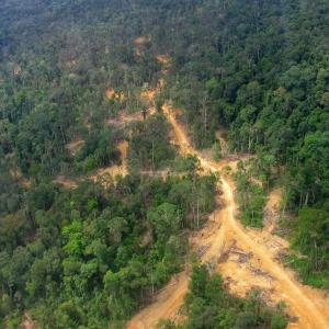 Photo: Road Construction and Logging Impacts in East Kalimantan, Indonesia. Photo Credit: Aidenvironment.