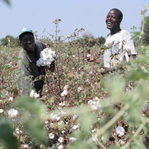 Two men in Tanzania in cotton field 