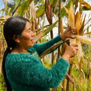 Photo: A women harvests maize