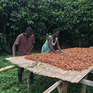 Farmers from Kasapin, Ghana and their fermenting cocoa beans