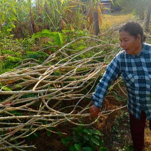 Photo: A smallholder farmer harvests Acacia pennata (Cha-om) shoots from her "living fence" in Cambodia. 