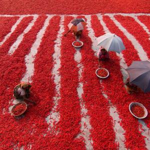 Photo: Women pick chilies in the Bogra district of northern Bangladesh. Credit: Azim Khan Ronnie / Feed the Future.