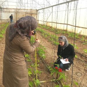 Two women in Jordan measuring plant growth at Jaber’s Farms