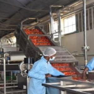 Workers sort out mangoes at the Makueni Fruit Processing Plant. 