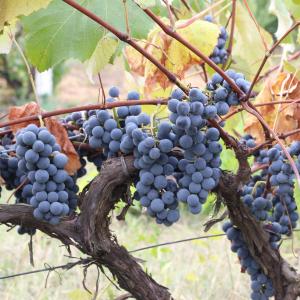 The Isabella Grape, grown in Cotova, Moldova, is used in the production of table wine. (Photo: Vera Cires, Upsplash)