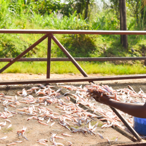 A member of Turwanyinzara Cooperative at Nyamasheke District drying small, fresh fish - known as isambaza - to deliver across key sectors of the district.