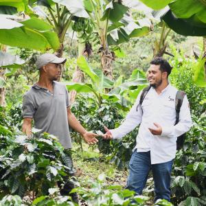 Two men part of the USAID Honduras Coffee Alliance stand among coffee plants