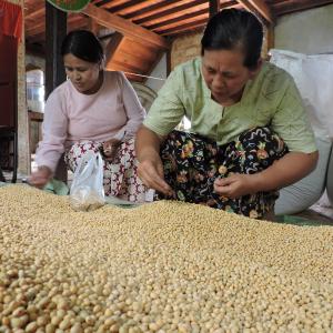 Photo: Women picking soybean supply chain in Myanmar. Photo Credit: Winrock International